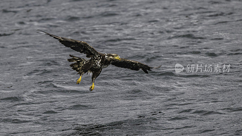 白头鹰(Haliaeetus leucocephalus)是一种发现于北美的猛禽。位于查塔姆海峡巴拉诺夫岛卡斯尼库湾的隐藏瀑布。阿拉斯加。一只飞翔和钓鱼的少年。